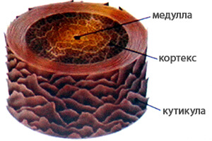 eyelash