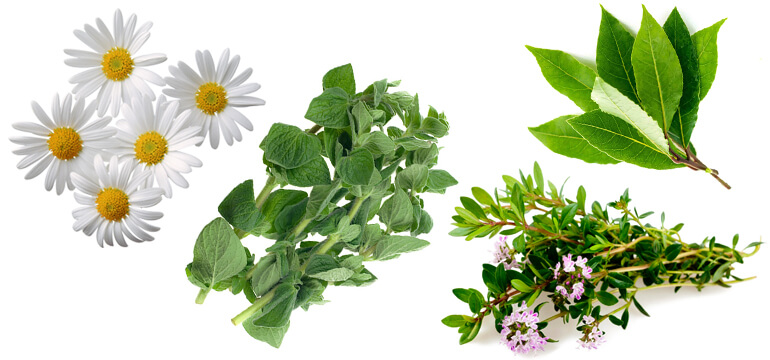 wraps made of herbs 02